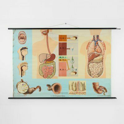Mid Century School Map Of Digestion, Germany, 1960s