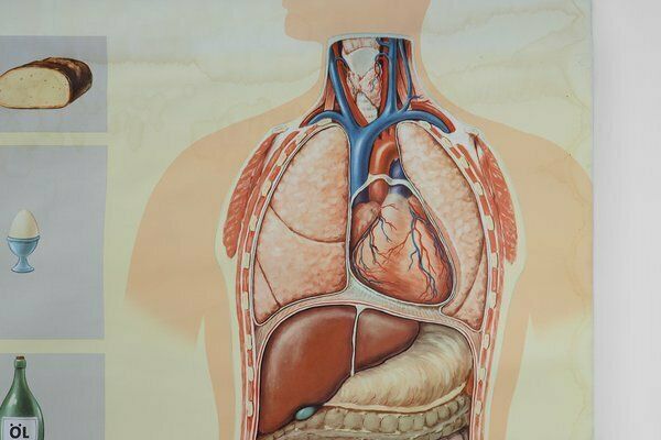 Mid Century School Map Of Digestion, Germany, 1960s photo Art