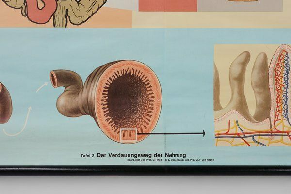 Mid Century School Map Of Digestion, Germany, 1960s photo vinterior