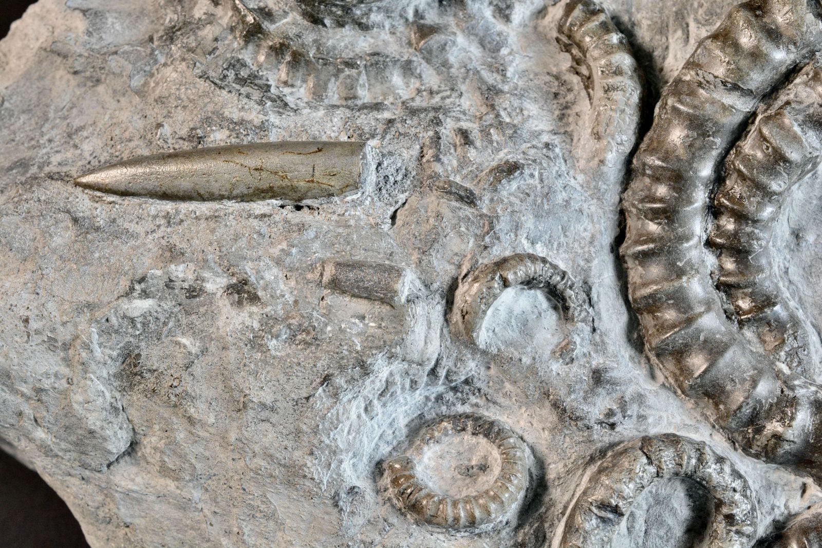 A Large Fossil Hteromorph Ammonite Deathbed Specimen. photo 240.0