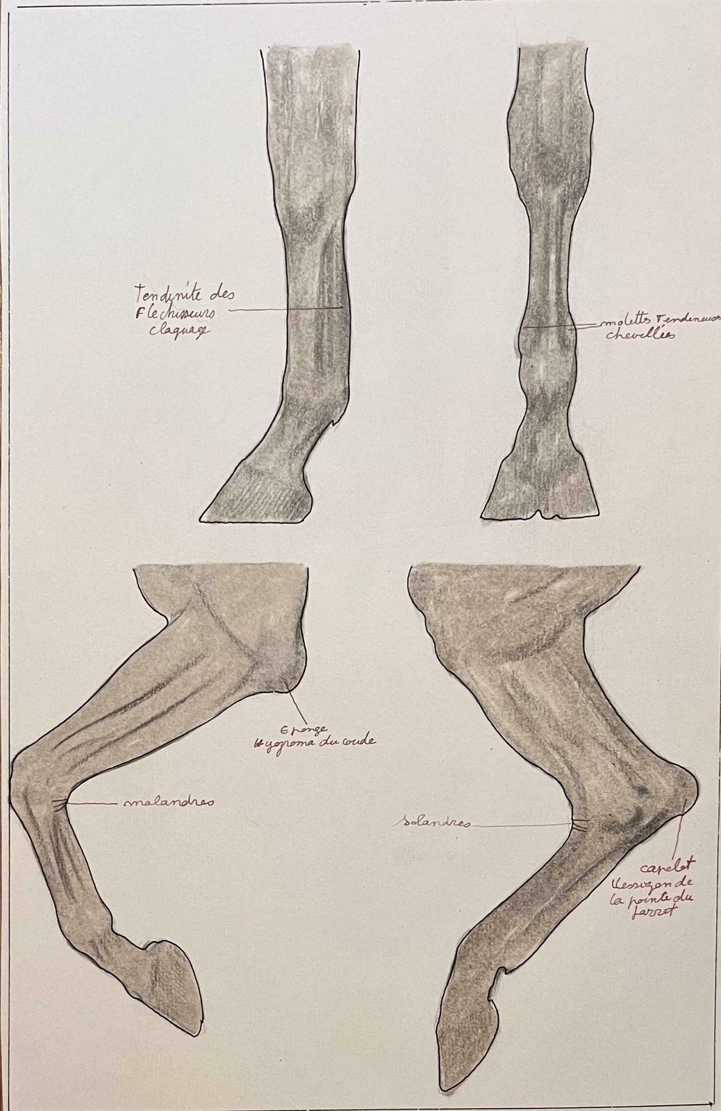 Robert Ladouanatomical Study Of Horse Legs20th Century