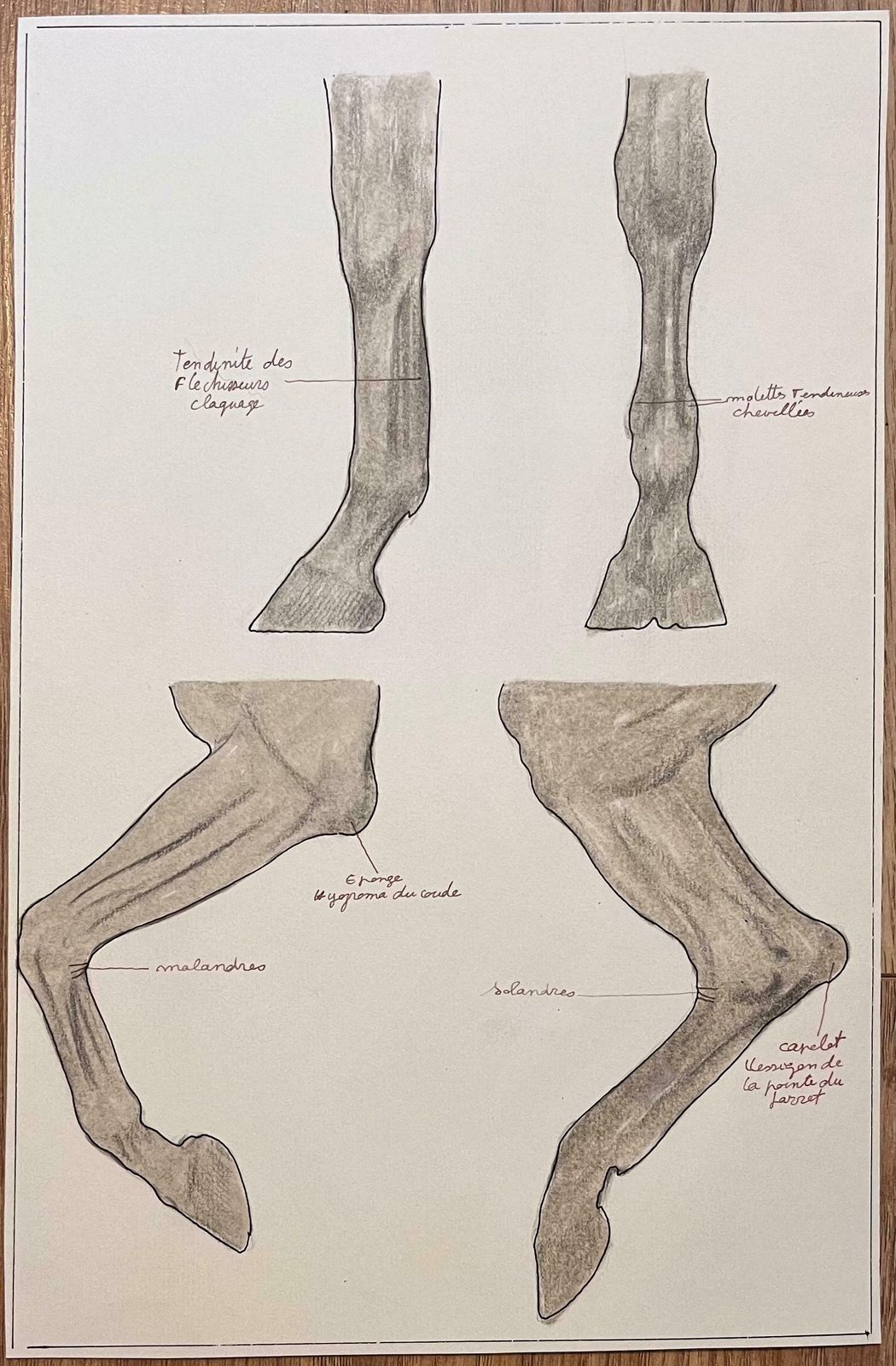 Robert Ladouanatomical Study Of Horse Legs20th Century photo for sale