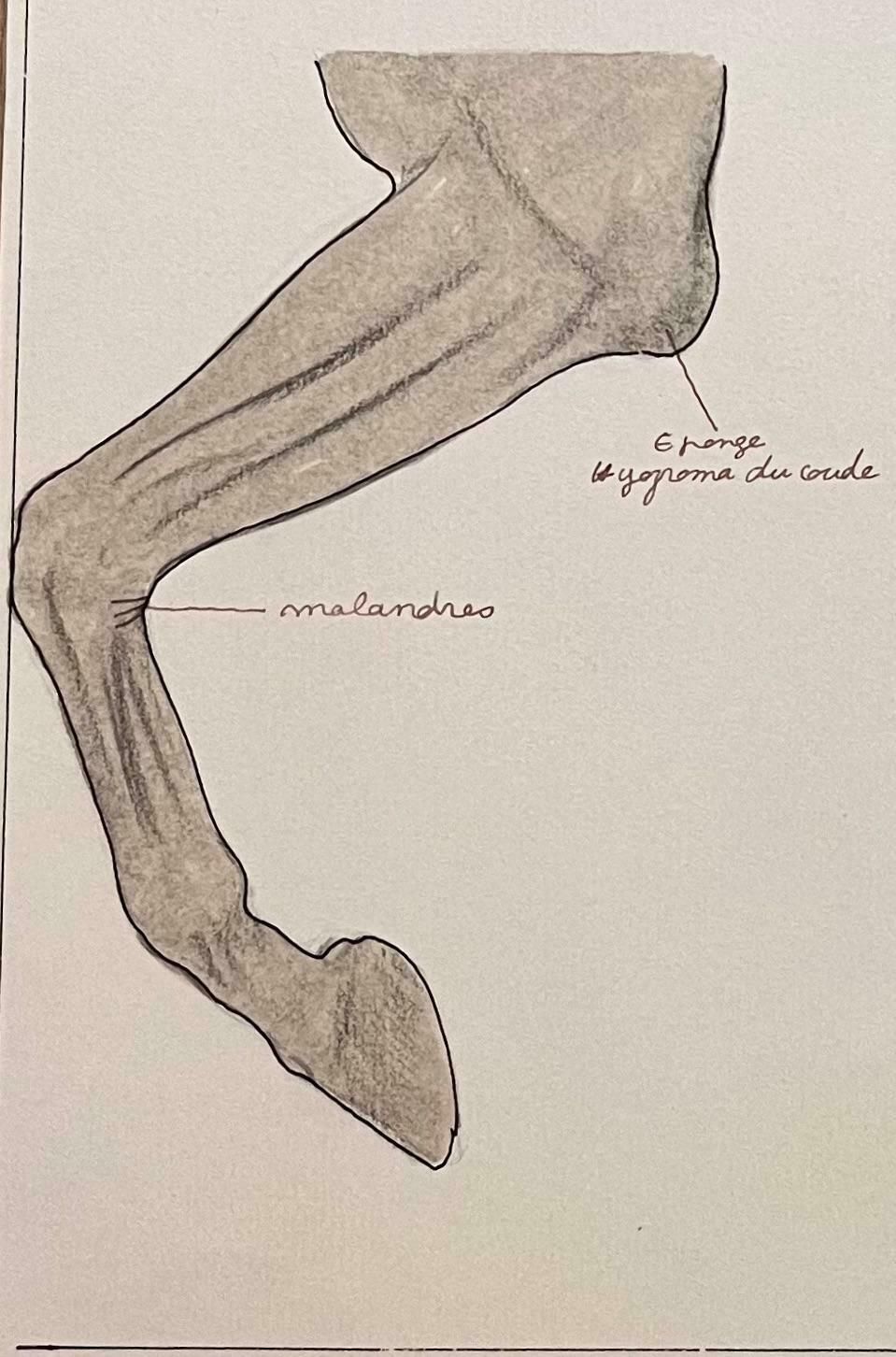 Robert Ladouanatomical Study Of Horse Legs20th Century photo 493.0