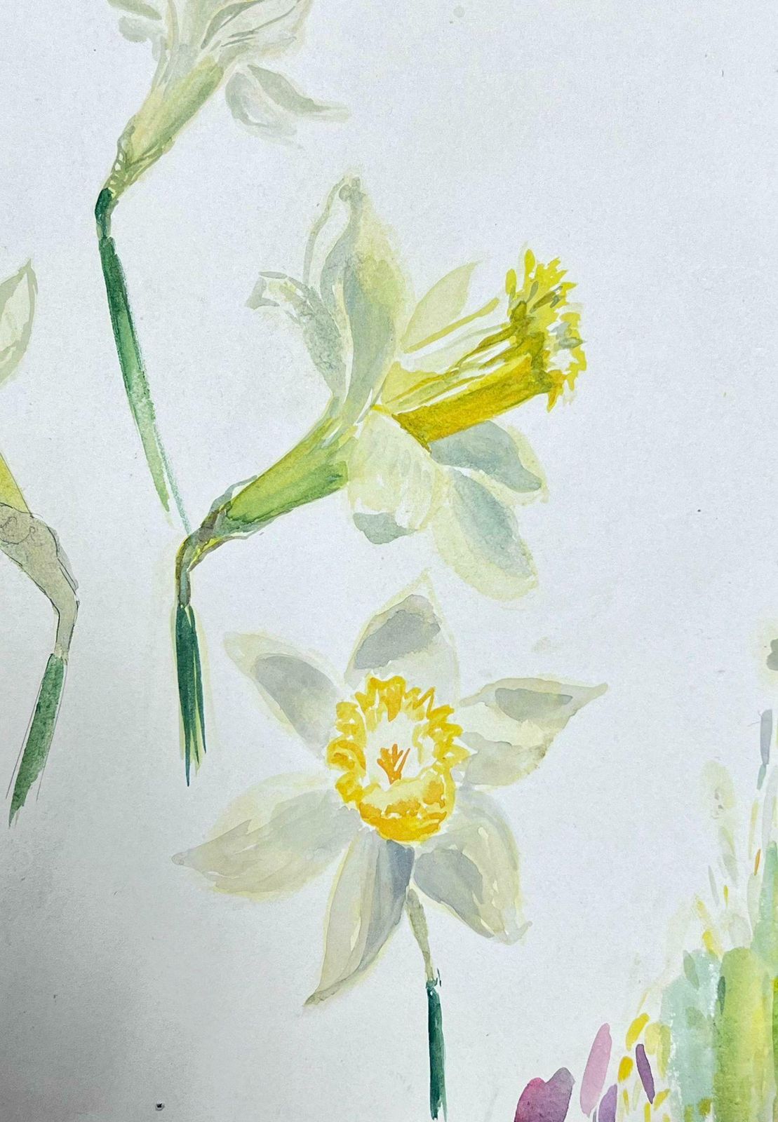 Josine Vignonmid Century French Illustration Yellow Daffodil Watercolour Sketch 1950s photo furniture