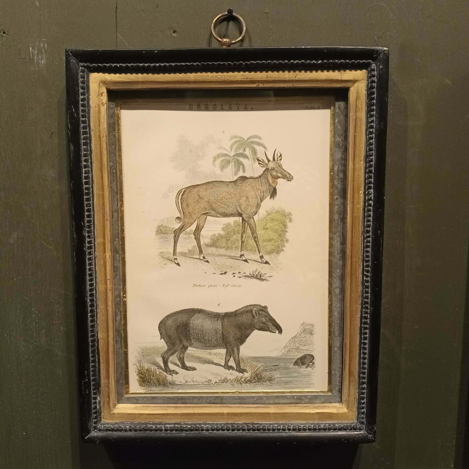 19th Century A Pair Of Ungulata Animal Pictures photo furniture