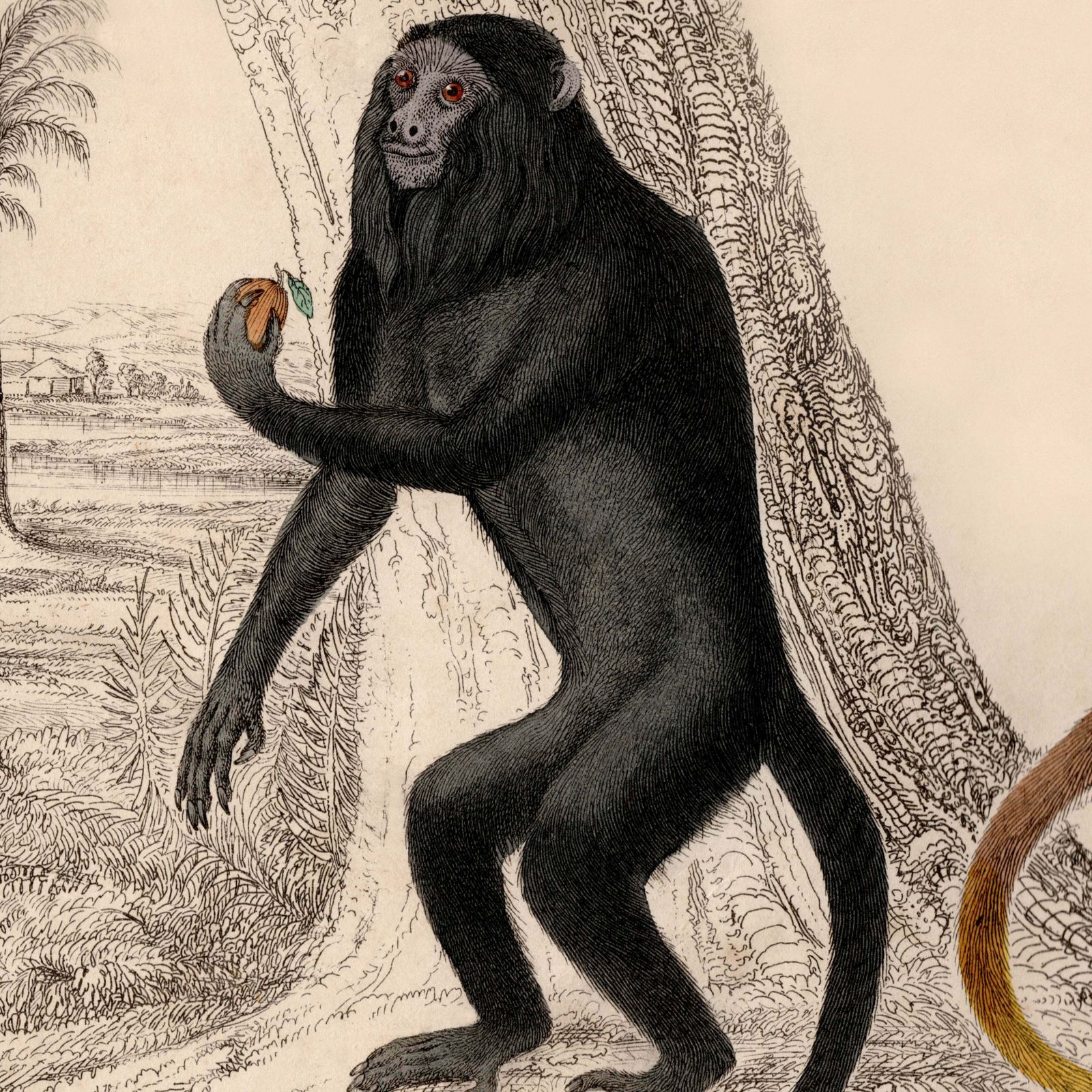 19th Century Framed Monkey Pictures photo for sale