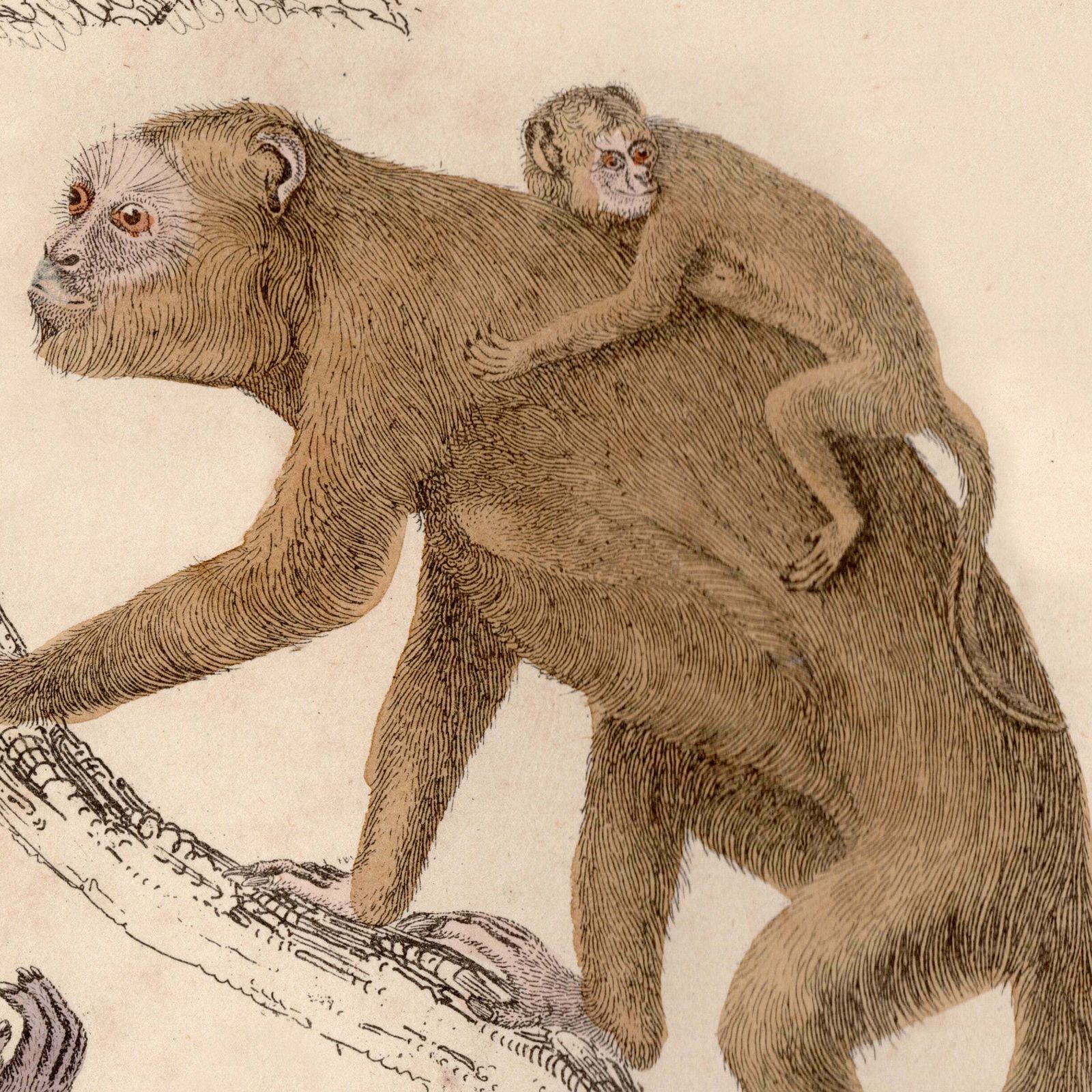 19th Century Framed Monkey Pictures photo buy