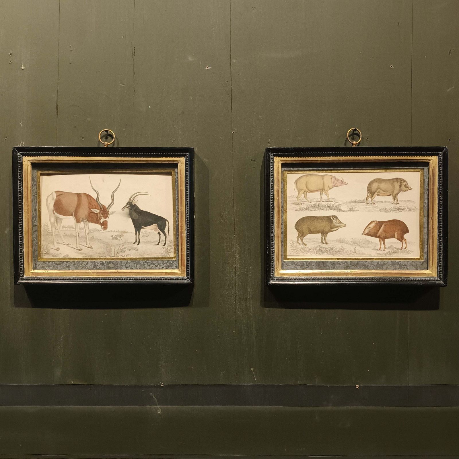 19th Century Framed Antelope And Hog Pictures
