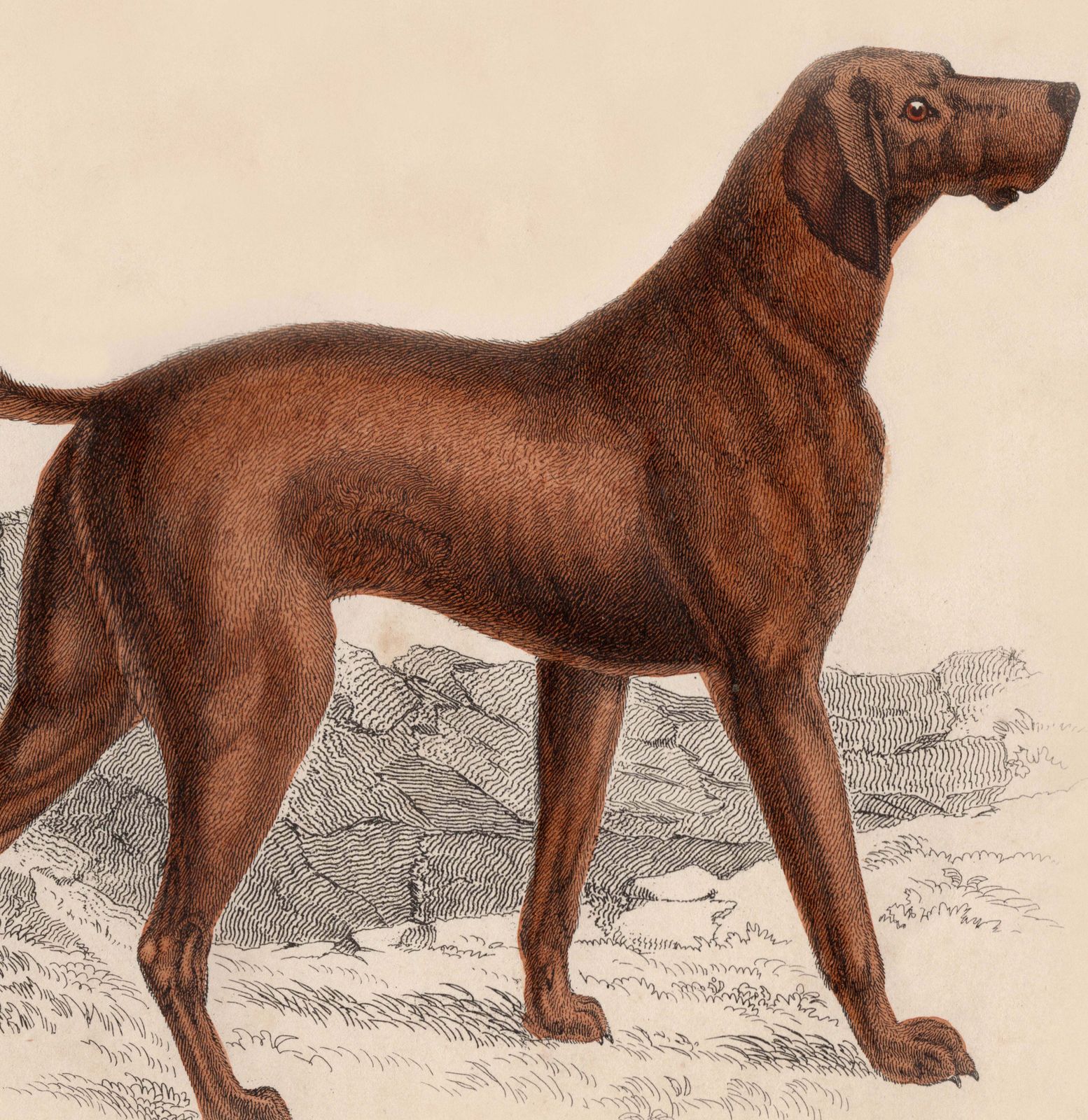 19th Century Framed Dog Engraving Pictures photo 130.0