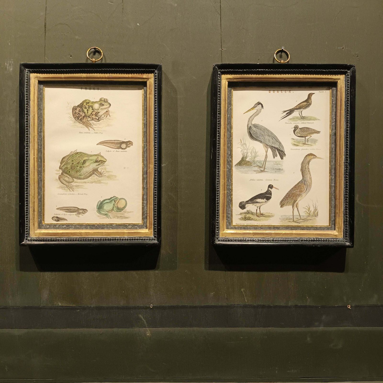 19th Century Framed Bird And Frog Pictures