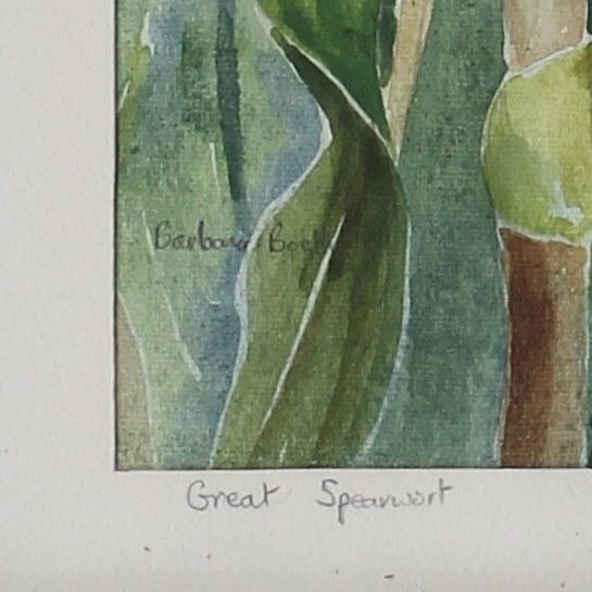 Watercolour By Barbara Booth. Title Is "Great Spearwort". photo for sale