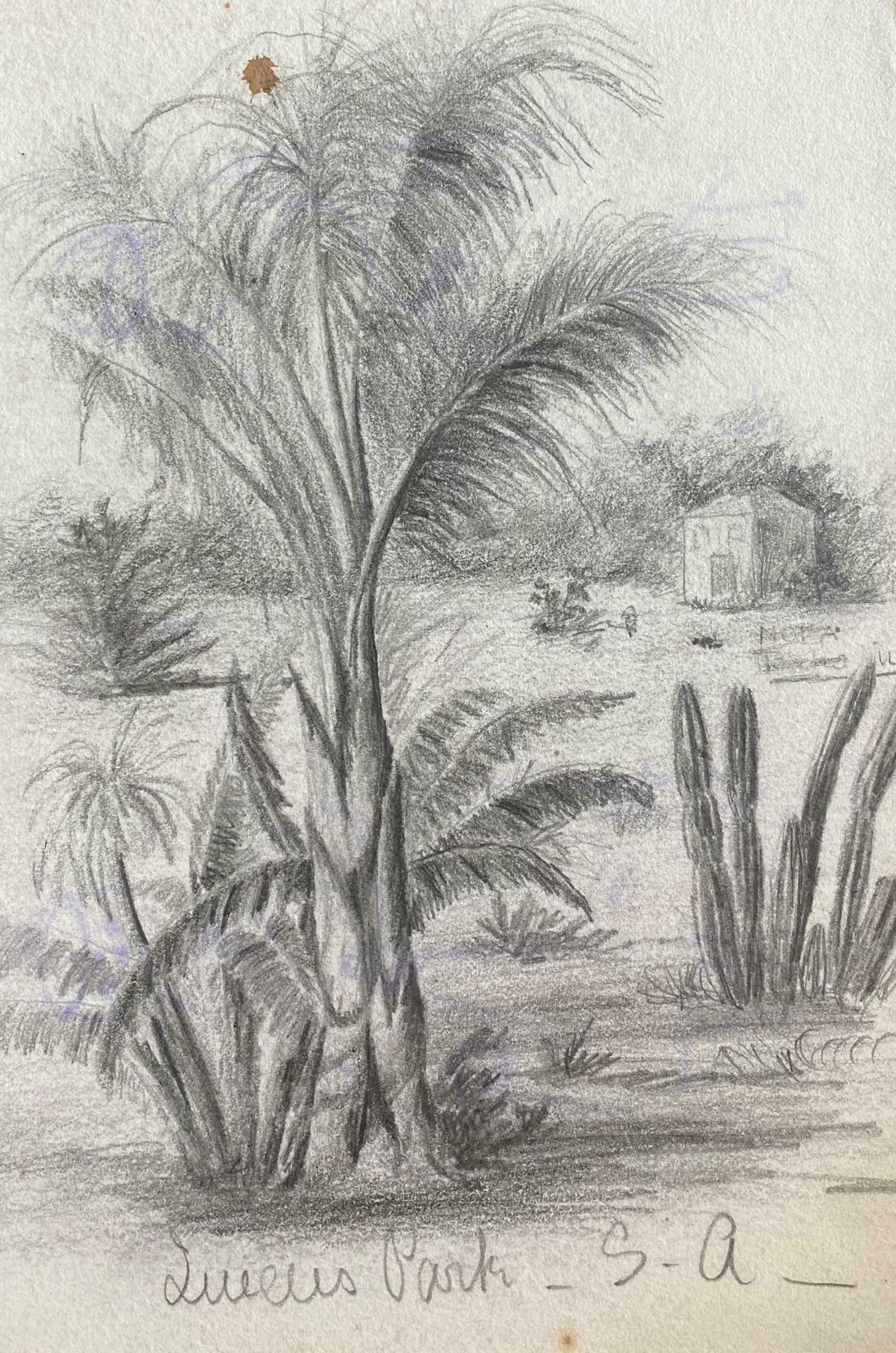 Unknownfine Antique British Botannical Watercolour Painting, Circa 1900'sc.1900's