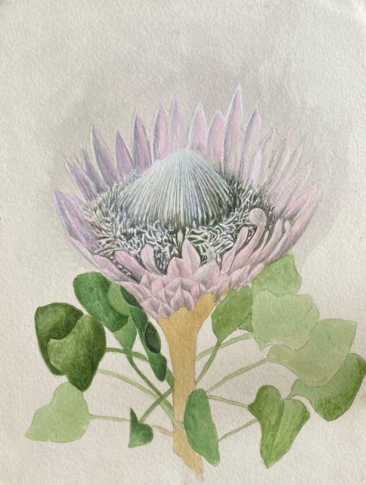 Caroline Worsleyfine Antique British Botannical Watercolour Painting, Circa 1900's Beautiful C.1900's