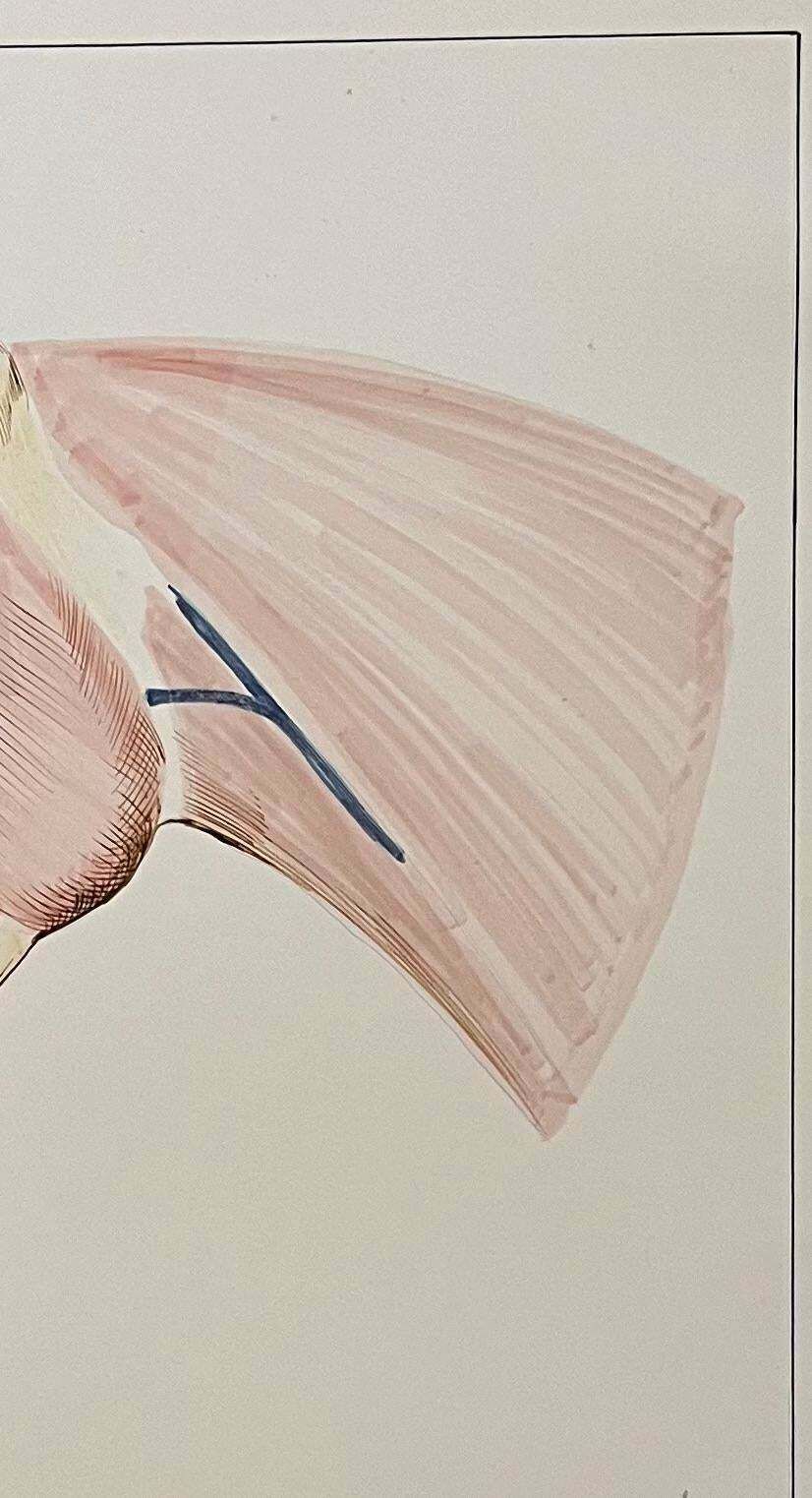 Robert Ladouoriginal French Anatomical Study Of Horse's Head20th Century photo Art