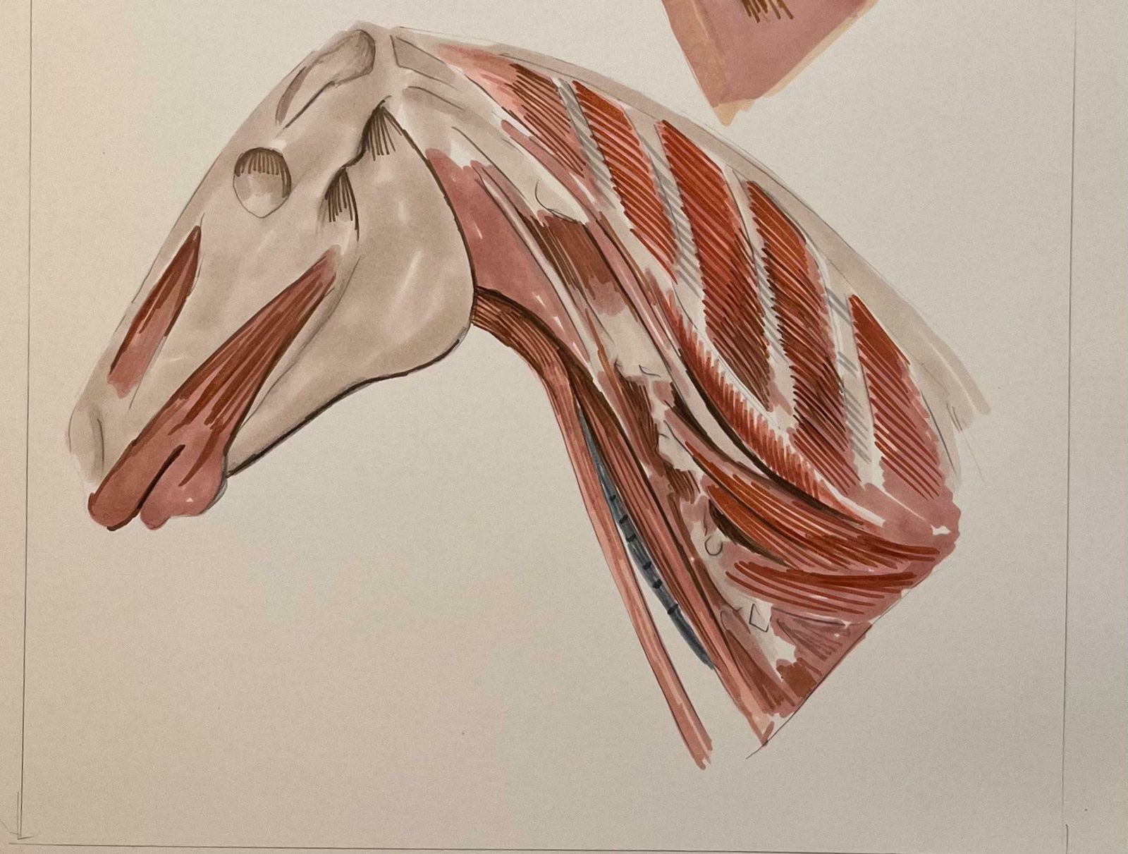 Robert Ladouoriginal French Anatomical Study Of Horse's Head And Neck20th Century photo Art