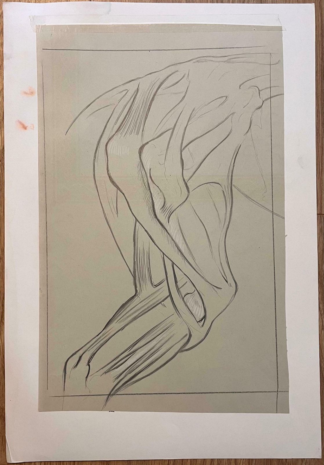 Robert Ladouoriginal French Anatomical Study Of A Horse's Hind Legs20th Century photo furniture
