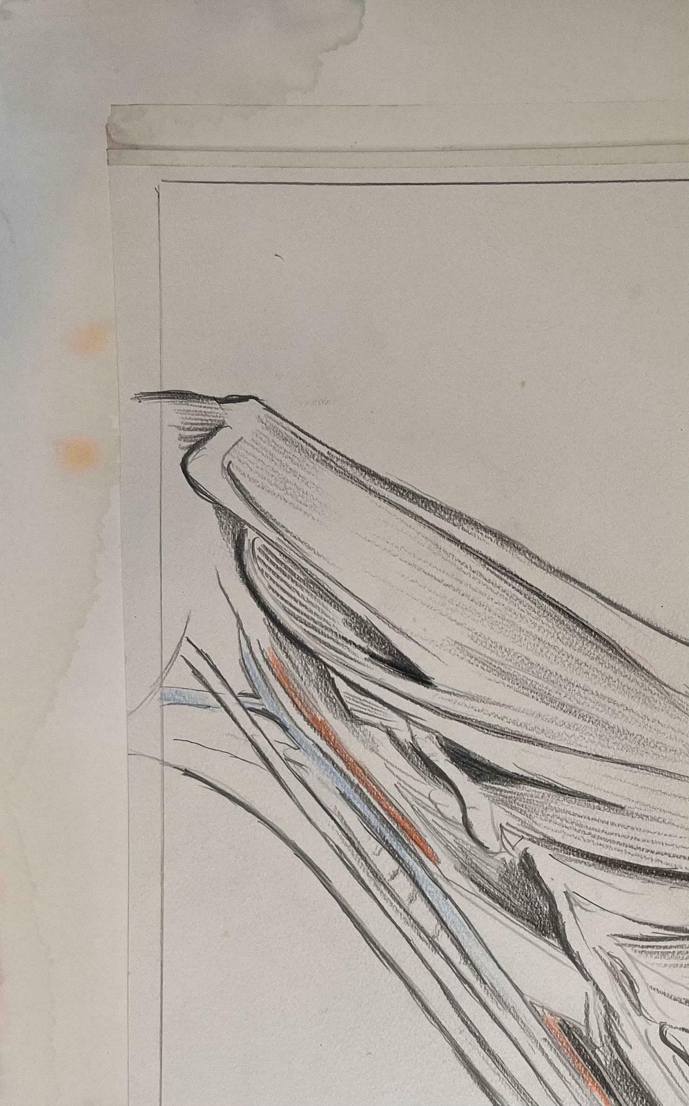Robert Ladouoriginal French Anatomical Study Of A Horse's Limb20th Century photo for sale