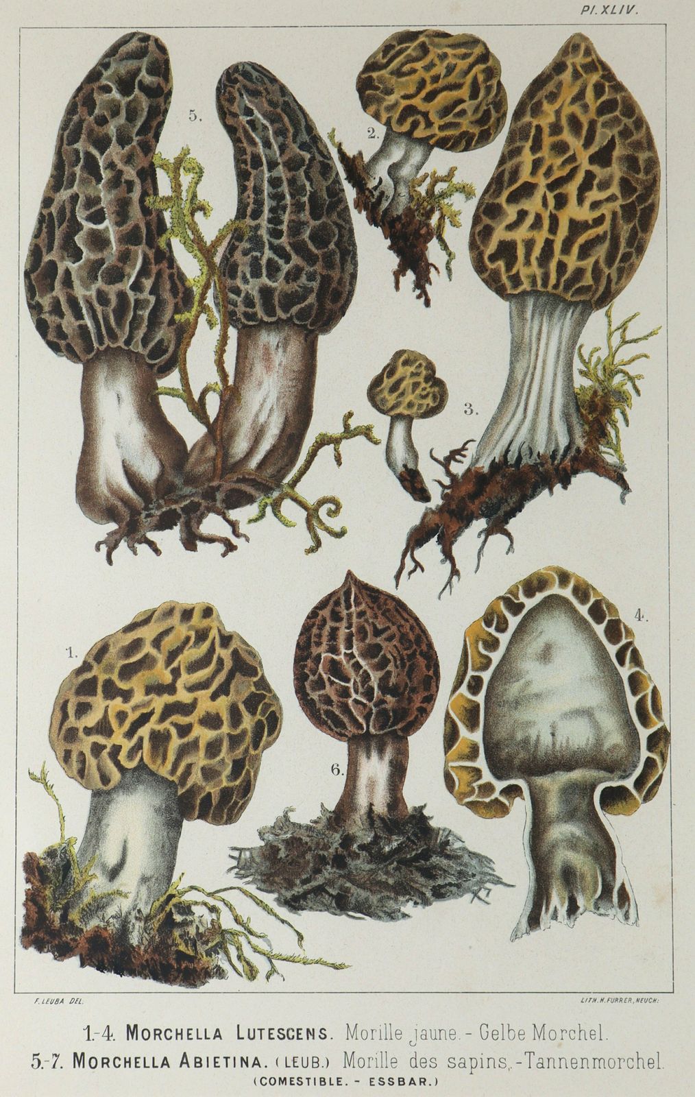 Set Of Four Fritz Leuba Mushrooom Lithographs photo furniture