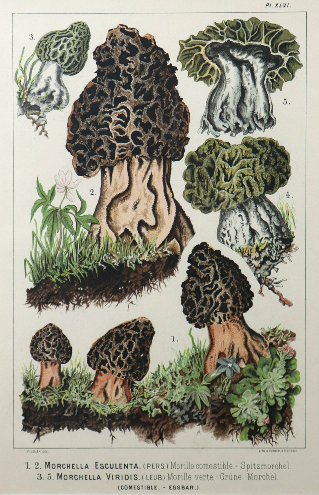 Set Of Four Fritz Leuba Mushrooom Lithographs photo Art