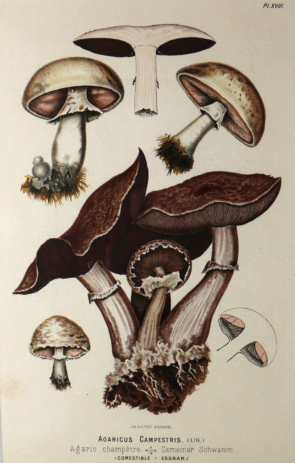 Pair Of Fritz Leuba Mushrooom Lithographs photo for sale