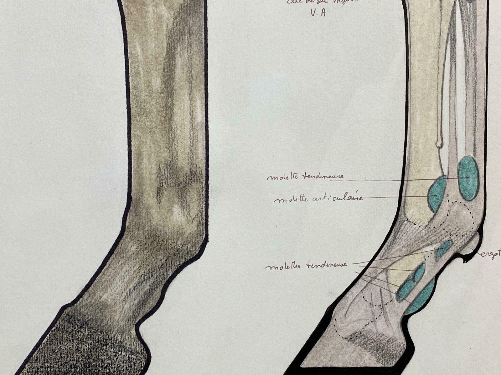 Robert Ladou Anatomy Drawing Of A Horse   Original French Artwork Equestrian Anatomy Study20th Century photo Art