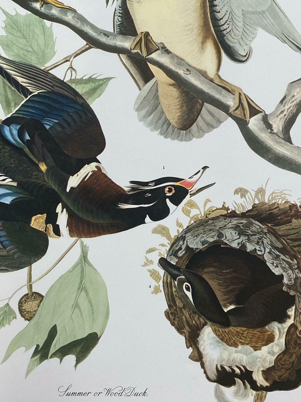 Large Classical Bird Color Print After John James Audubon   Summer Or Woodduck20th Century photo for sale