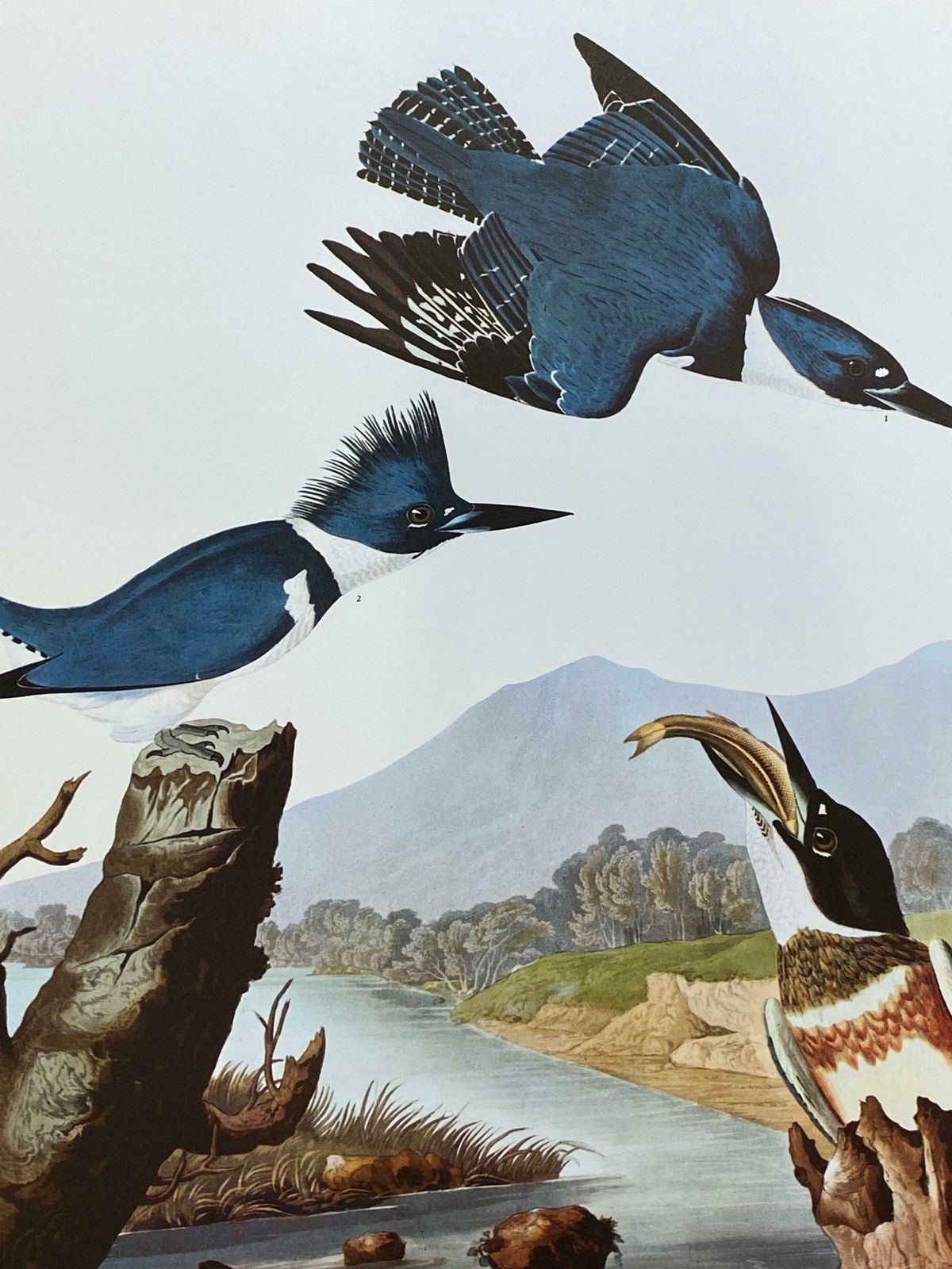 Large Classical Bird Color Print After John James Audubon   Belted Kingfisher20th Century photo furniture