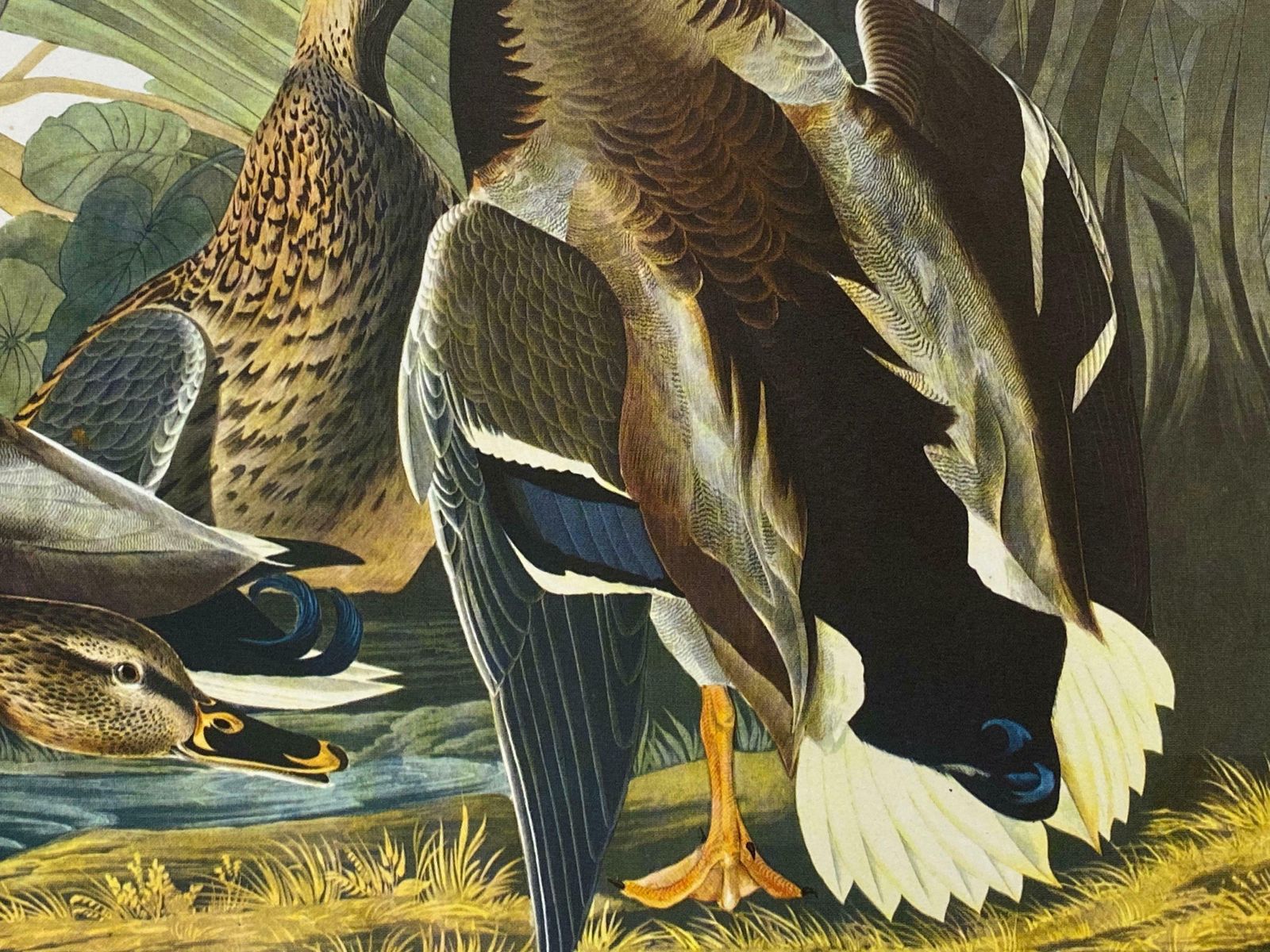Large Classical Bird Color Print After John James Audubon   Mallard Duck20th Century photo 138.0