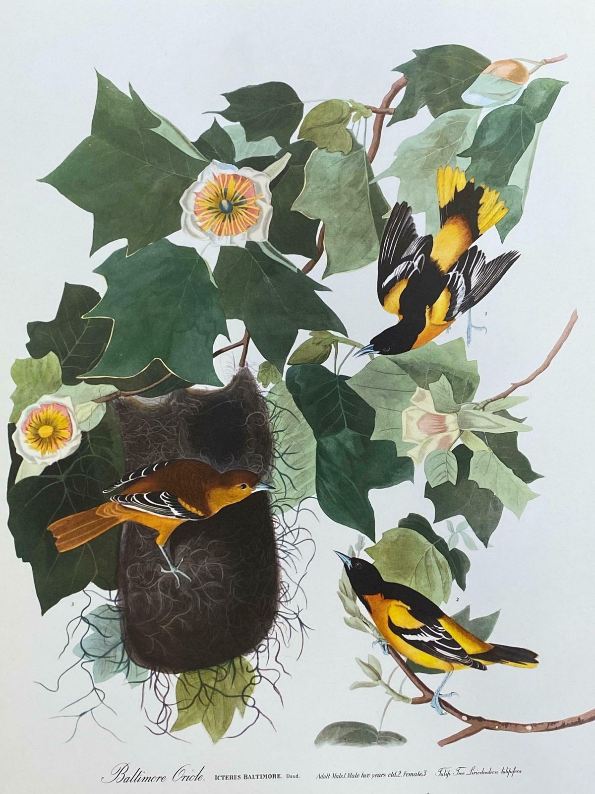 Large Classical Bird Color Print After John James Audubon   Baltimore Oriole20th Century