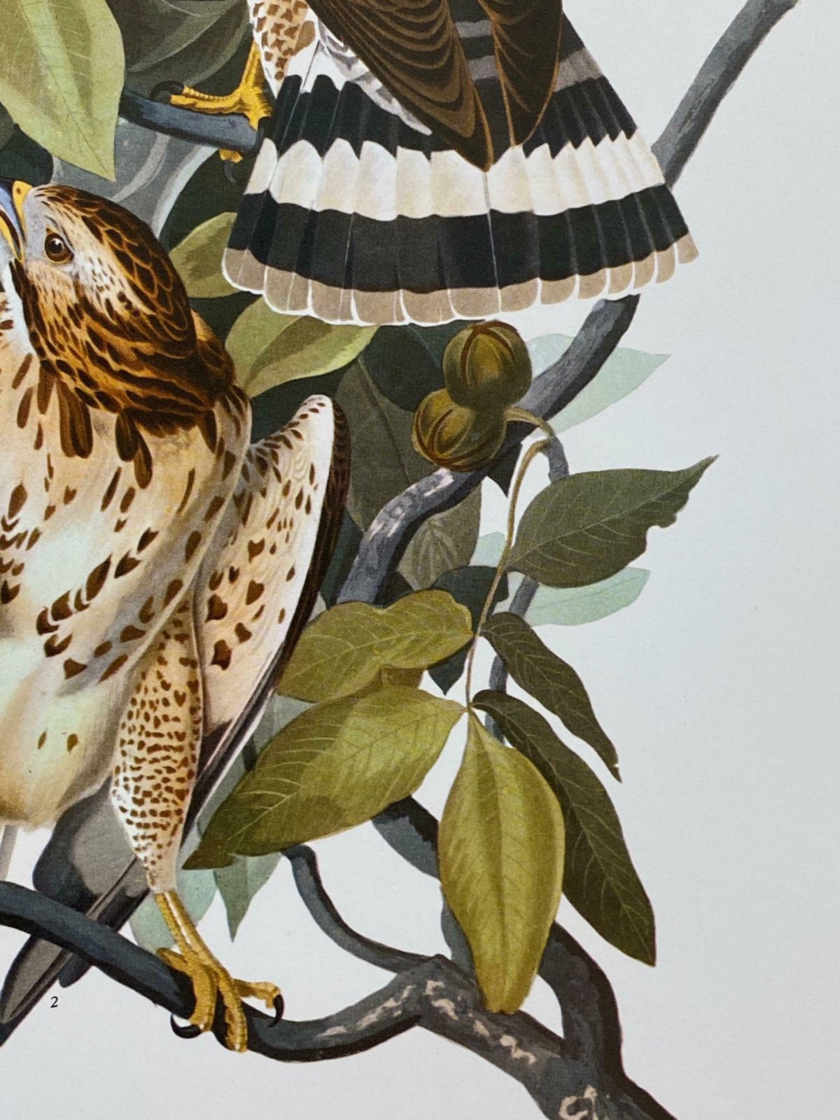 Large Classical Bird Color Print After John James Audubon   Cat Bird20th Century photo 138.0