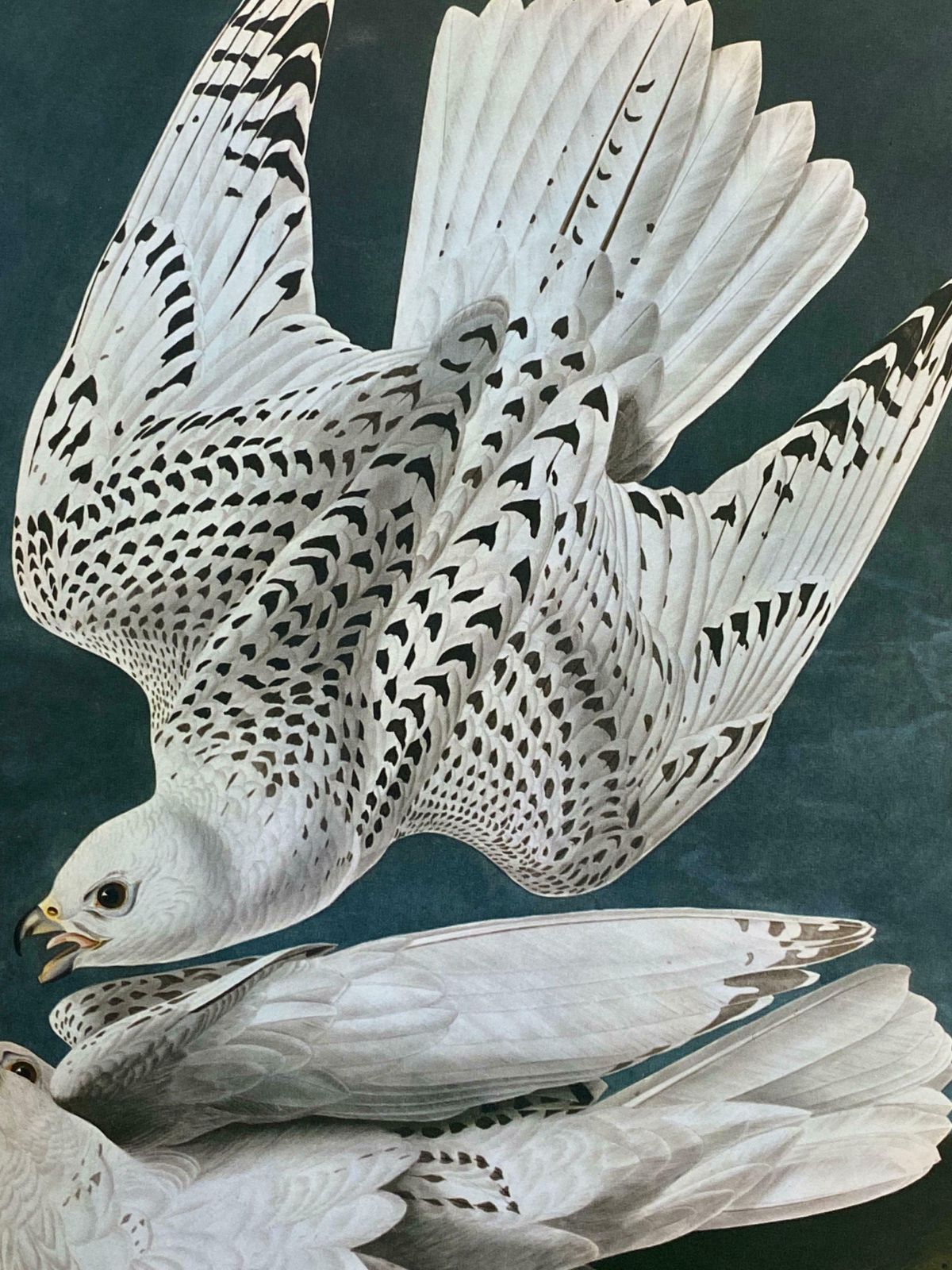 Large Classical Bird Color Print After John James Audubon  Iceland Or Ler Falcon20th Century