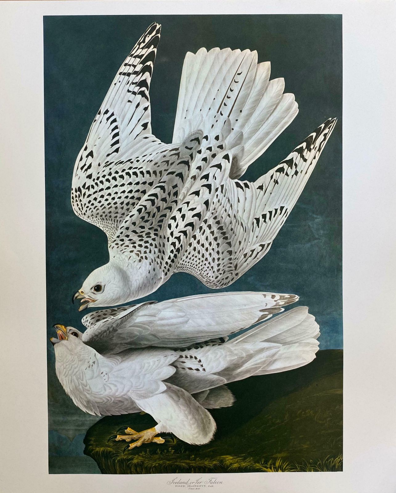 Large Classical Bird Color Print After John James Audubon  Iceland Or Ler Falcon20th Century photo furniture