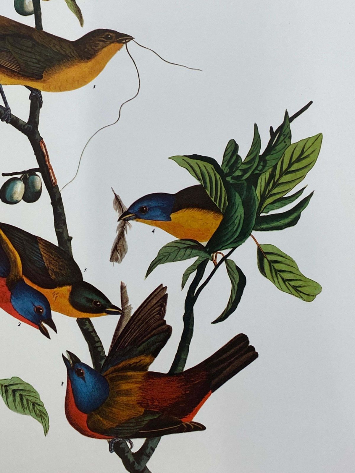 Large Classical Bird Color Print After John James Audubon   Painted Finch20th Century photo for sale