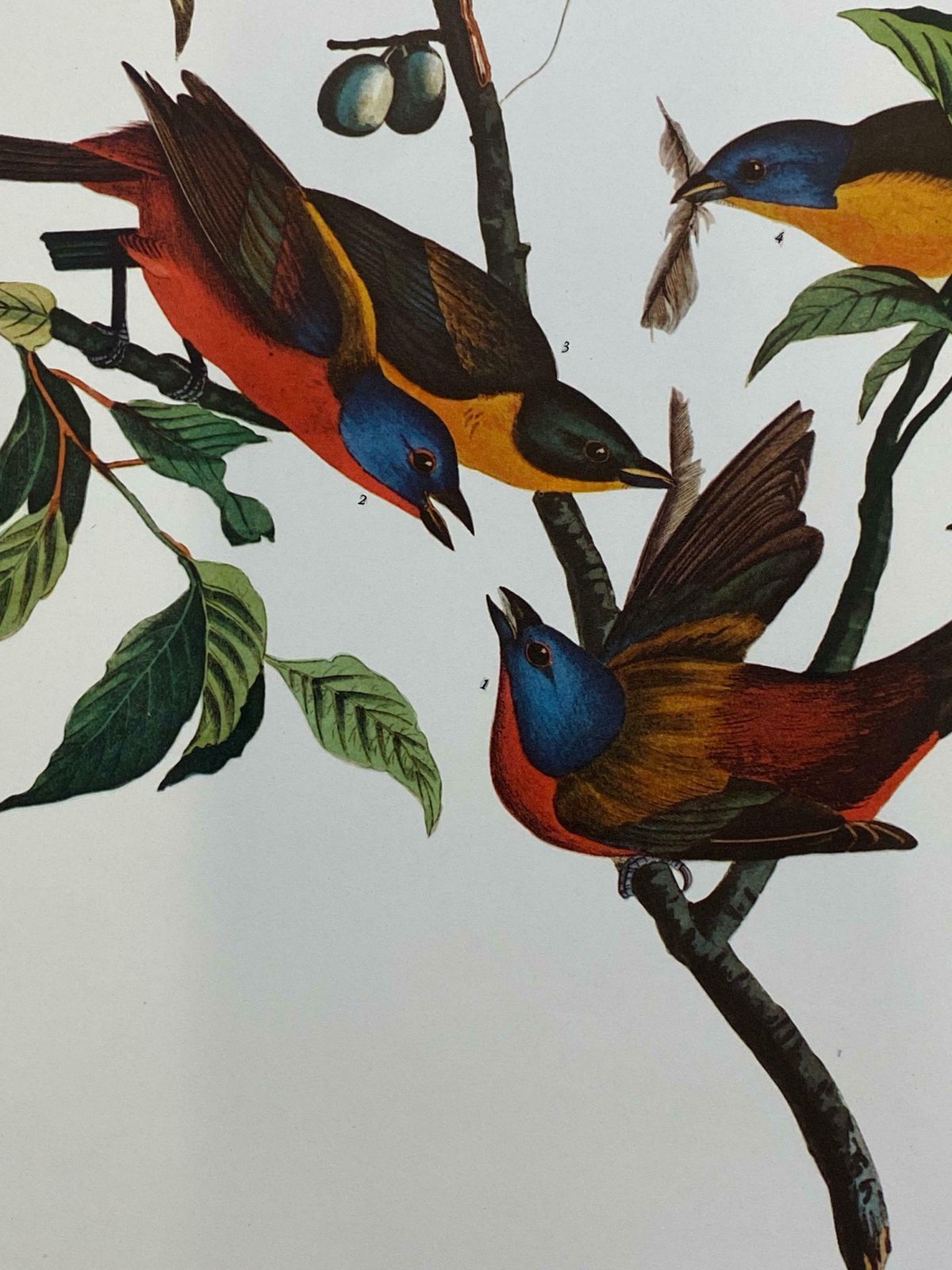 Large Classical Bird Color Print After John James Audubon   Painted Finch20th Century photo 138.0