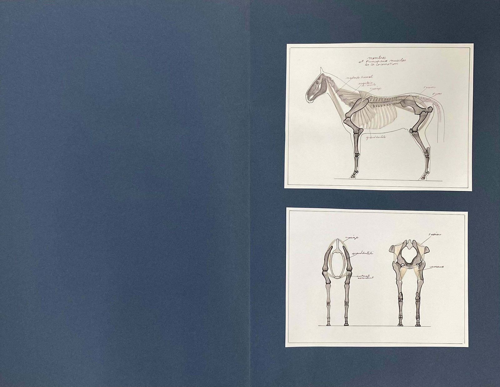 Robert Ladouanatomy Drawings Of A Horse   Original French Artwork Equestrian Anatomy Study20th Century photo furniture