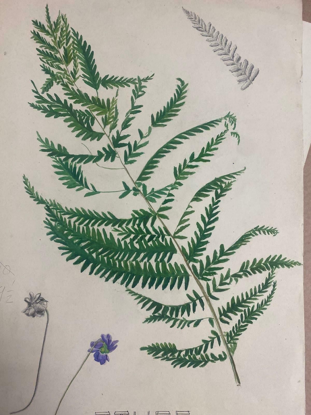 Josine Vignon1950s French Post Impressionist Watercolor Painting Of Ferns1950s photo furniture