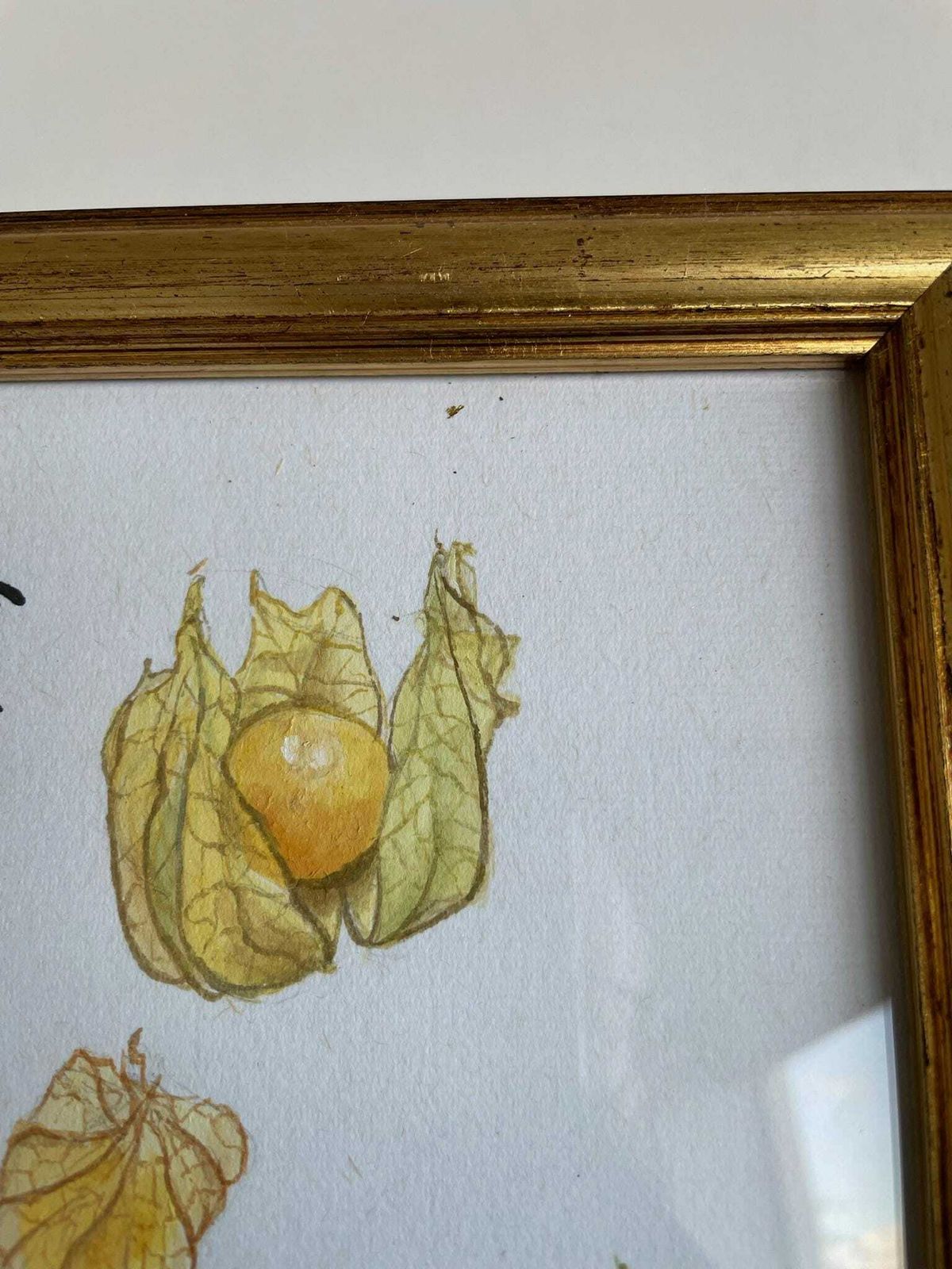 photo furniture Beautiful Small Watercolour And Ink Painting Of Physalis Or Chinese Lanterns Art Piece In Gold Frame