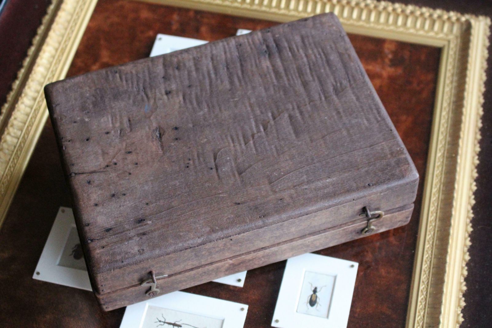 photo for sale 19th Century Glazed Specimen Box Containing Wheat Agricultural Scientific Curio