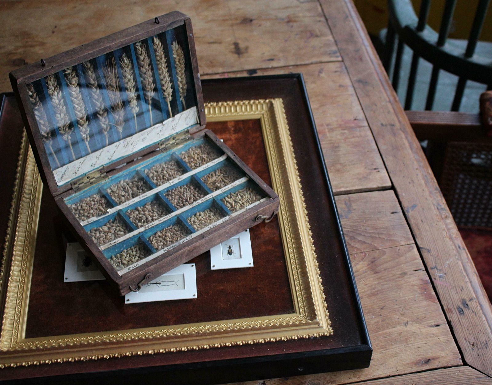 608.0 19th Century Glazed Specimen Box Containing Wheat Agricultural Scientific Curio photo