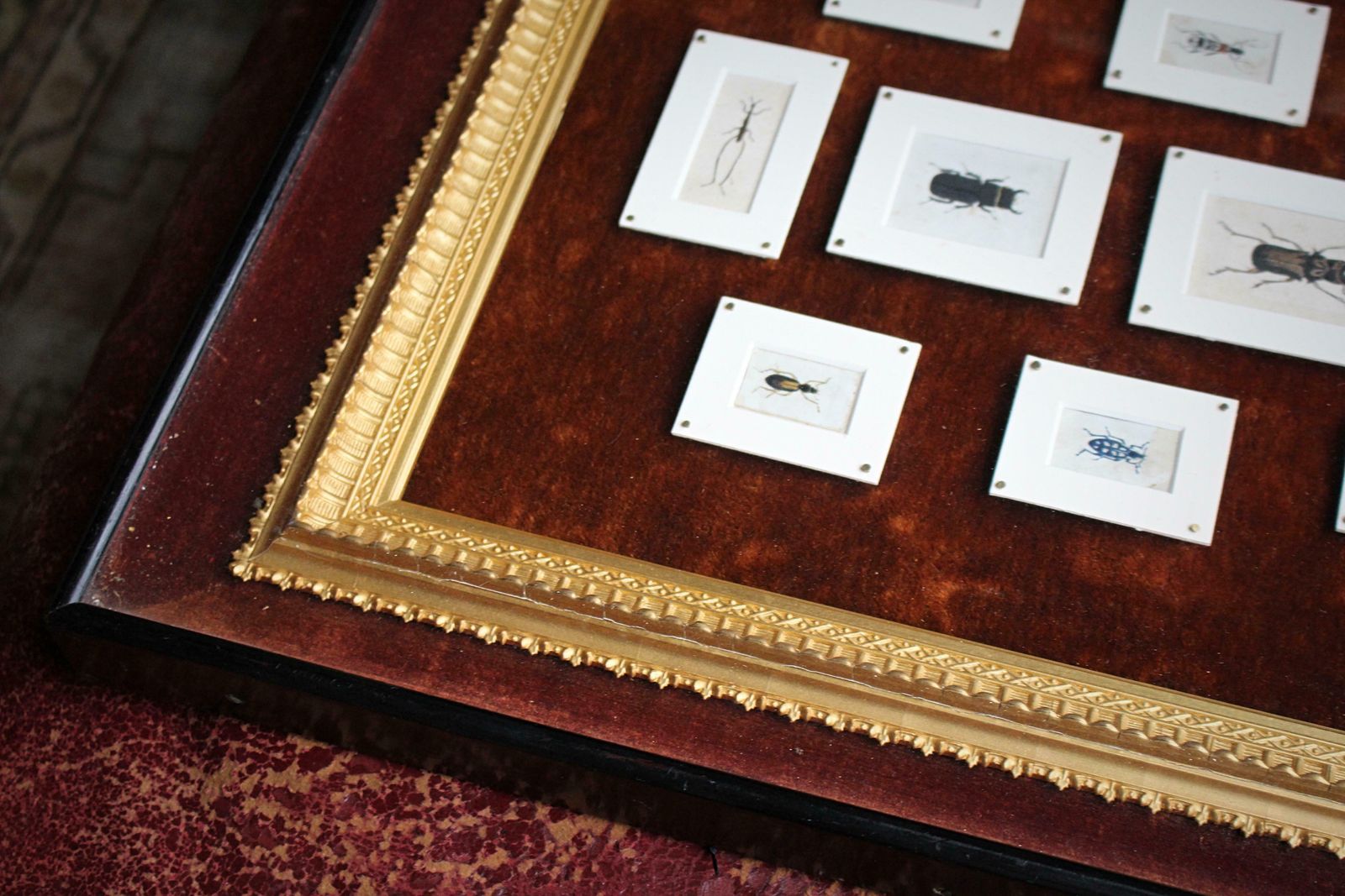 photo furniture 19th C Hand Painted Entomology Studies Gothic Revival Shadow Box Taxidermy Curio