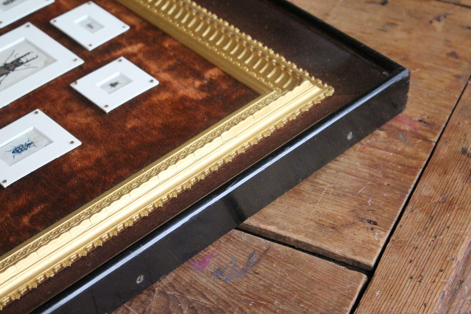 photo vintage 19th C Hand Painted Entomology Studies Gothic Revival Shadow Box Taxidermy Curio