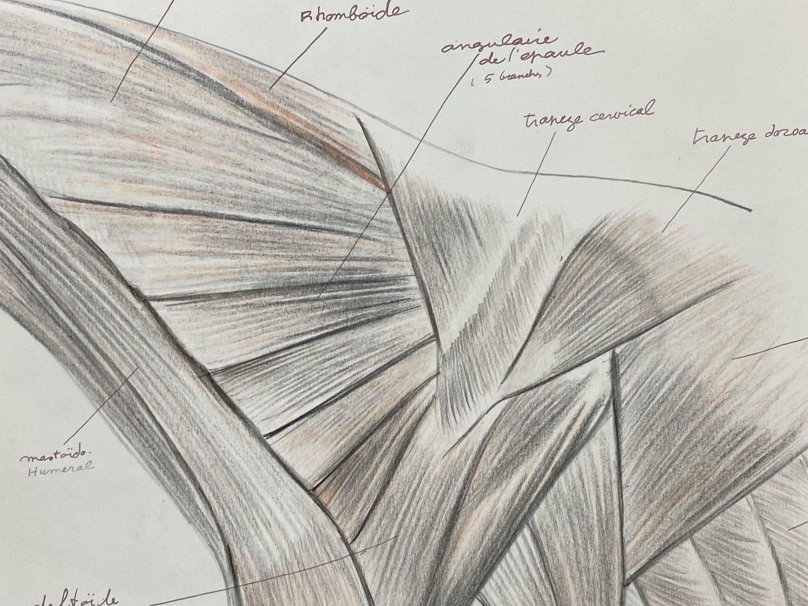Robert Ladouanatomy Drawing Of A Horse   Original French Artwork Equestrian Anatomy Study20th Century photo vinterior