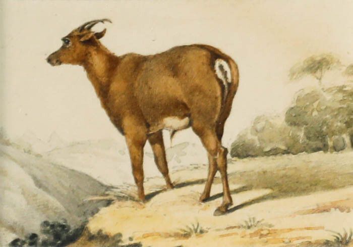 19th Century Watercolour Deer Goat In A Landscape photo furniture