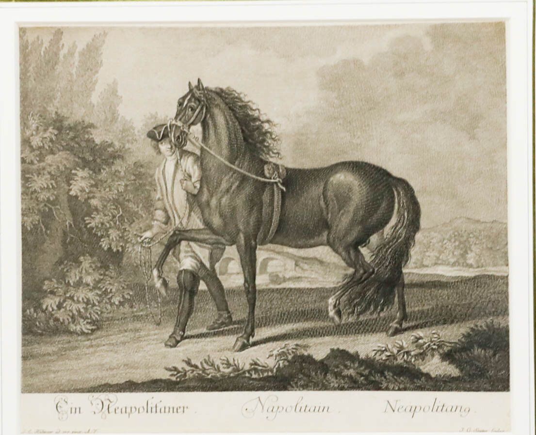After Johann Elias Ridinger 18th Century Engraving, Neapolitan Horse photo furniture