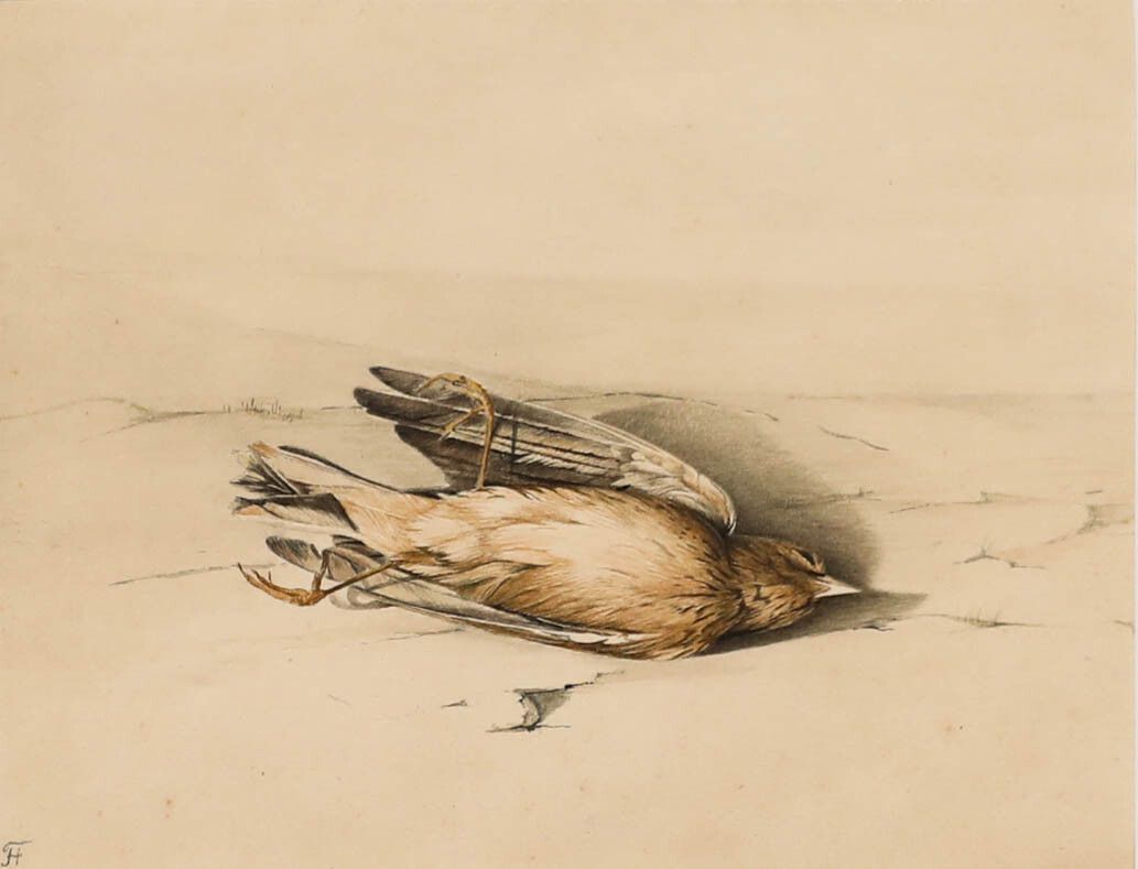English School Late 19th Century Watercolour Study Of A Dead Bird photo furniture