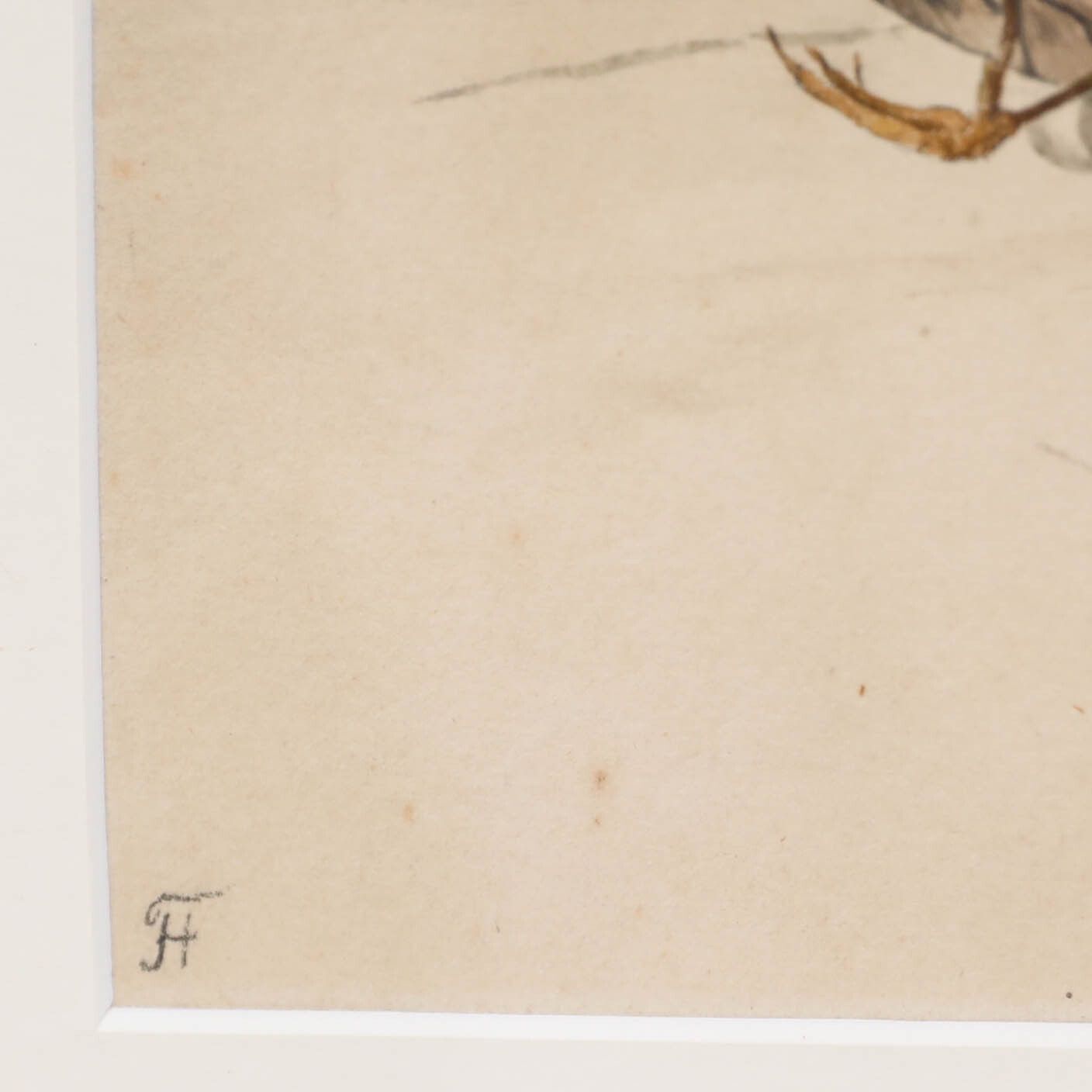 English School Late 19th Century Watercolour Study Of A Dead Bird photo vinterior
