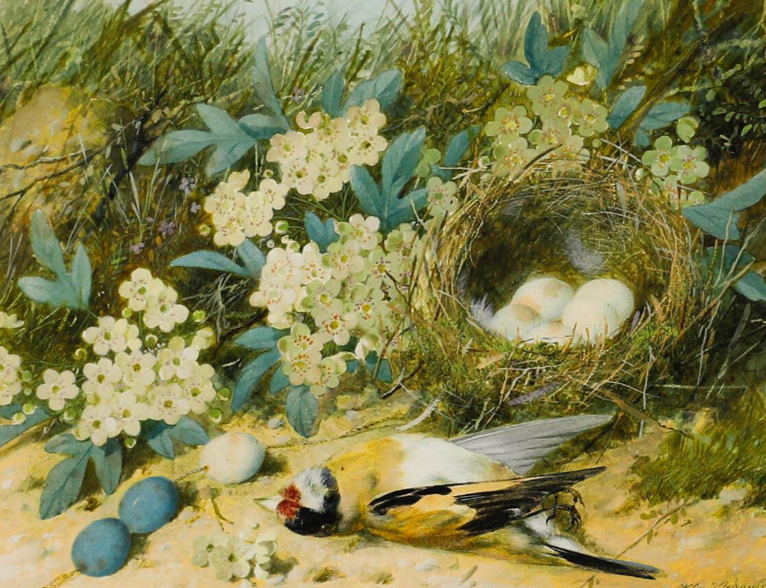 William Cruikshank (1848 1922) Late 19th Century Watercolour, Goldfinch Nest photo furniture