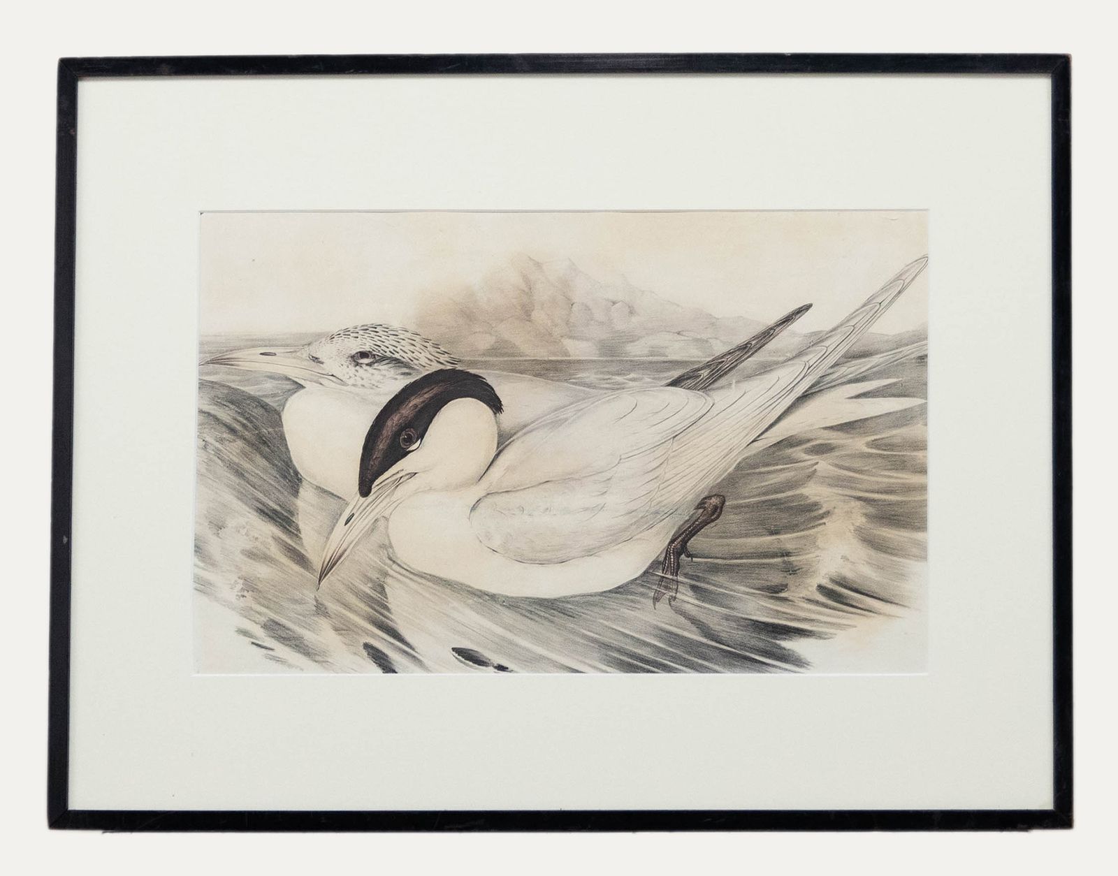 John Gould Framed 19th Century Lithograph, Sylochelidon Strenuus