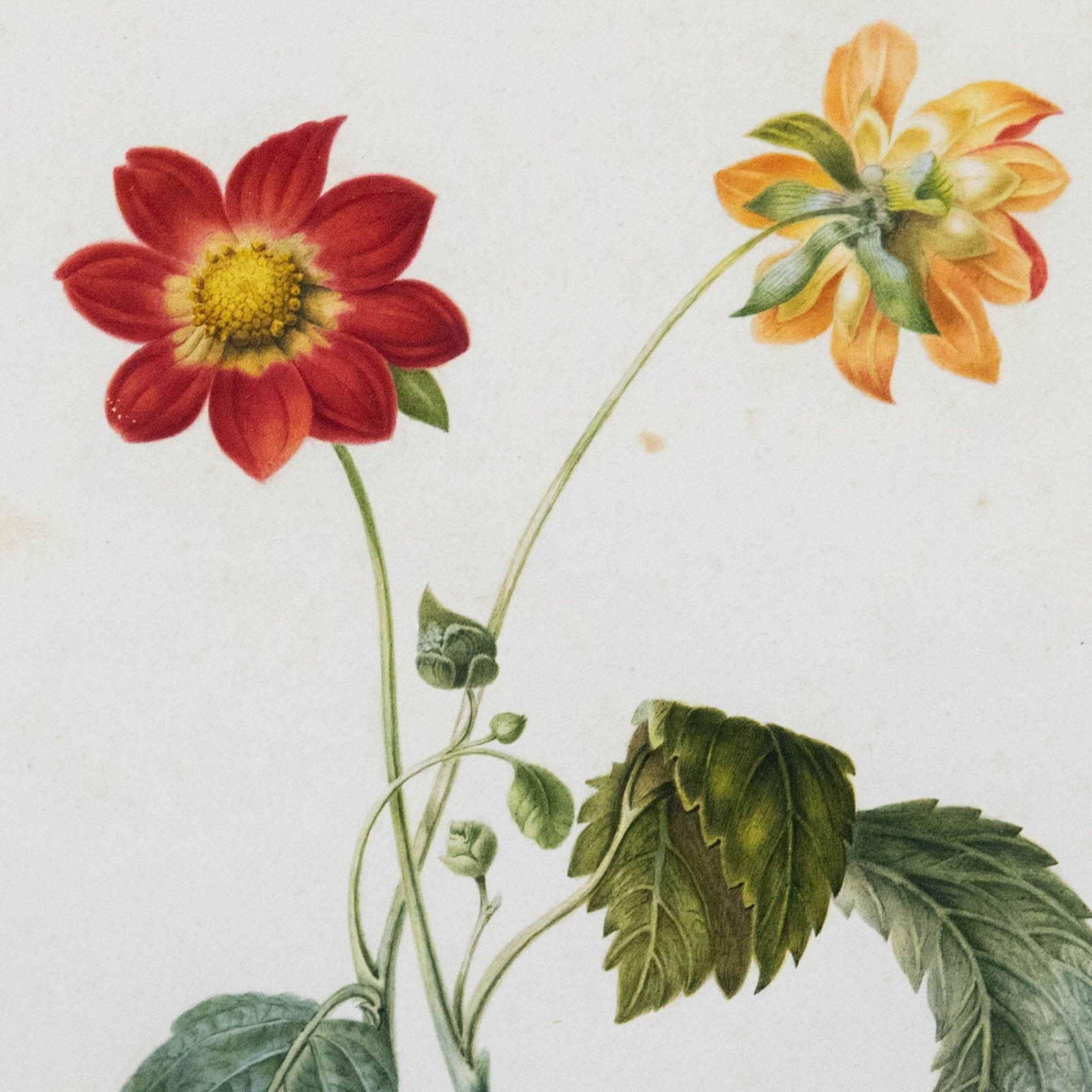 Fine Early 19th Century Watercolour Dahlia From Two Sides photo Art