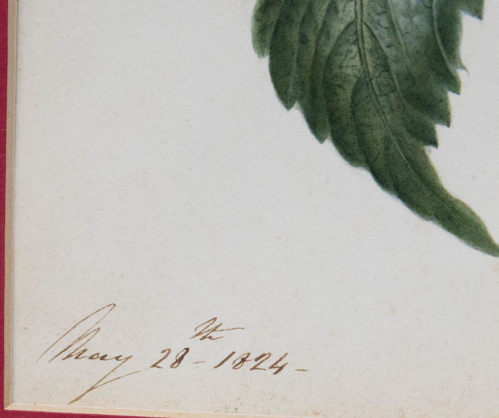 Fine Early 19th Century Watercolour Dahlia From Two Sides photo vinterior